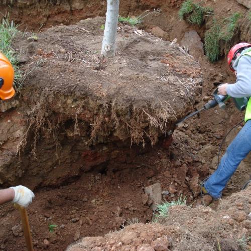 transplante arbol