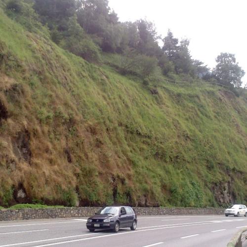 reforestación