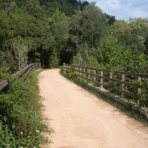 paso forestal